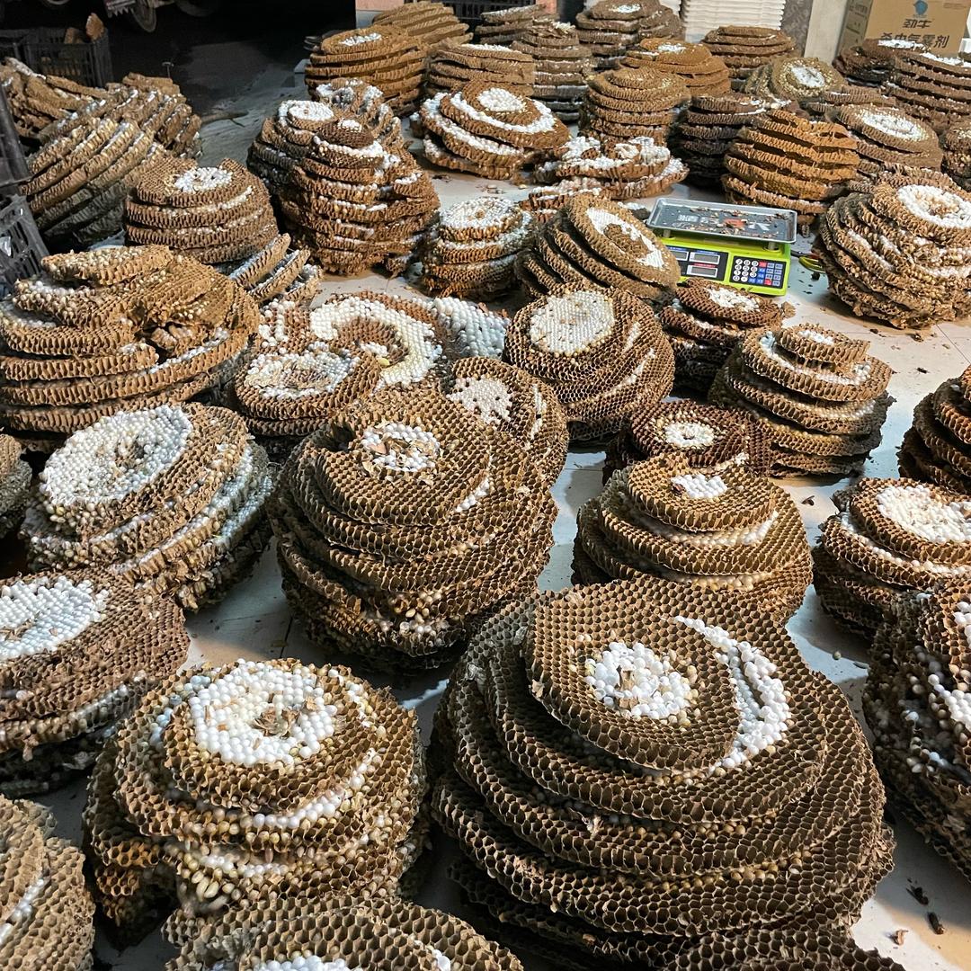 野生蜂蛹（钢子）2