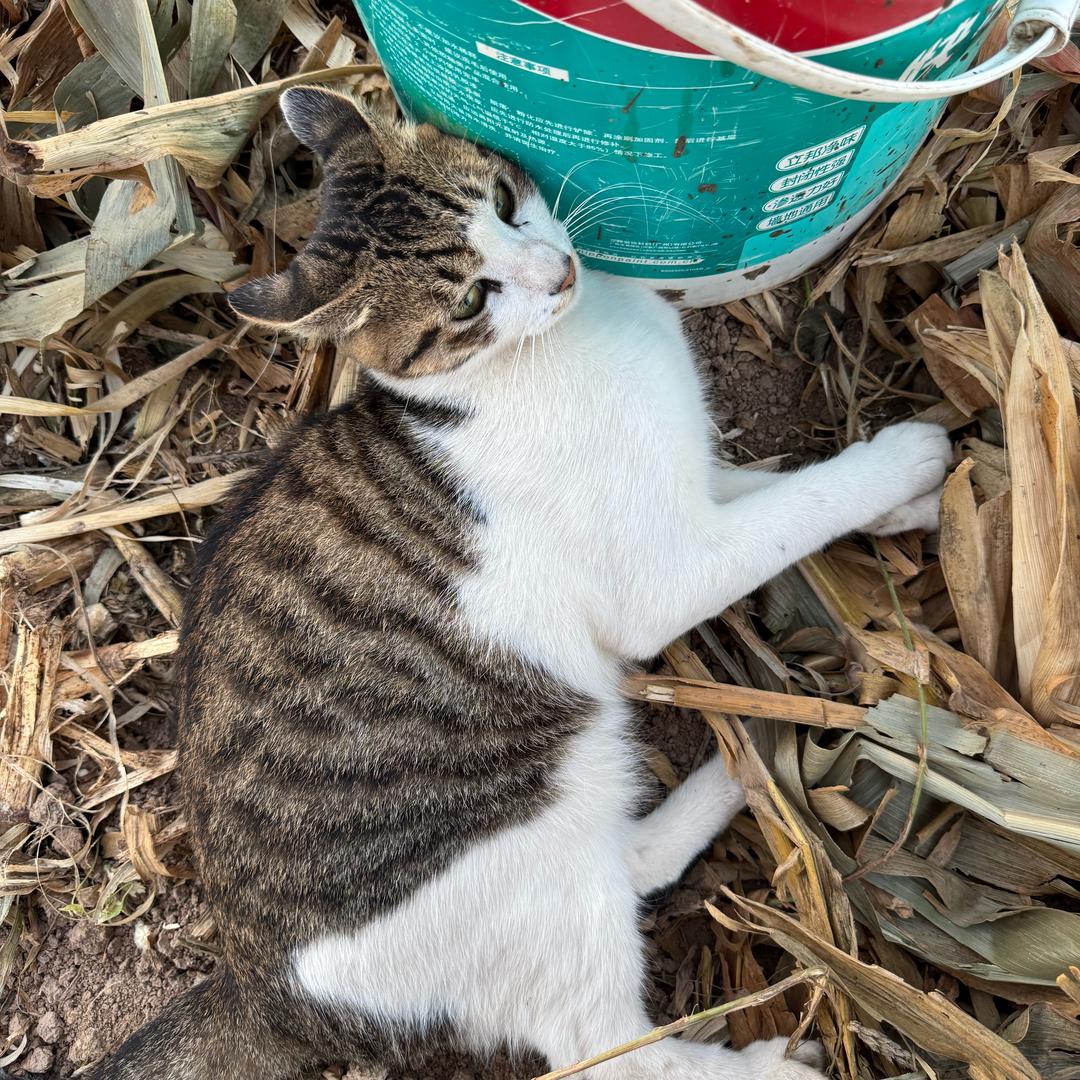 火猴头