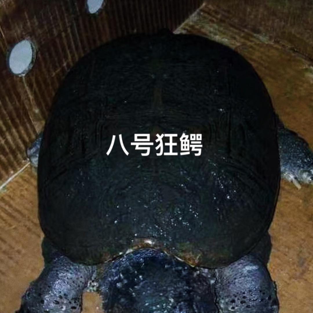 八号狂鳄