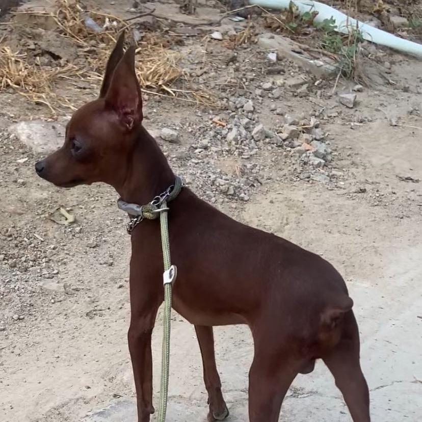 养鹿犬的小军