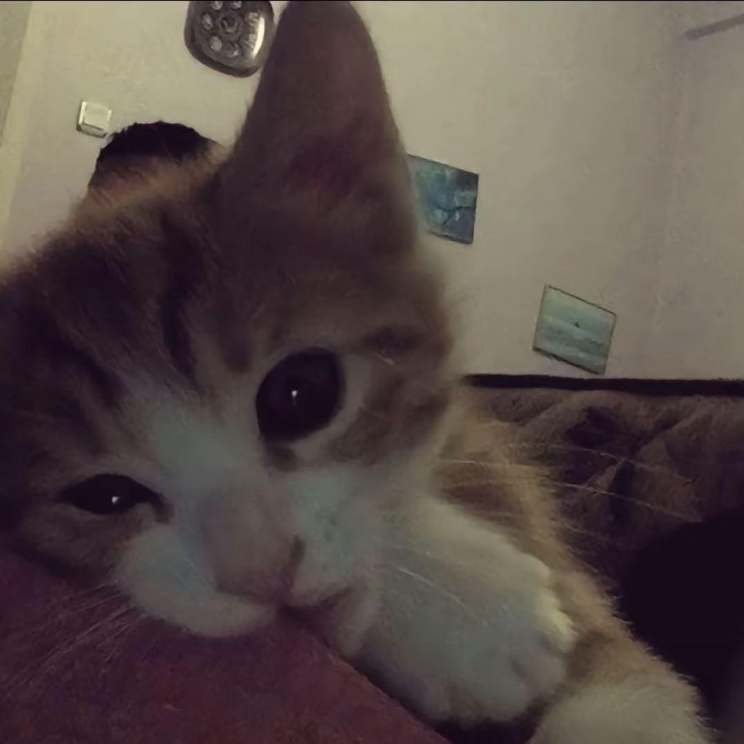 多余的话我不想说