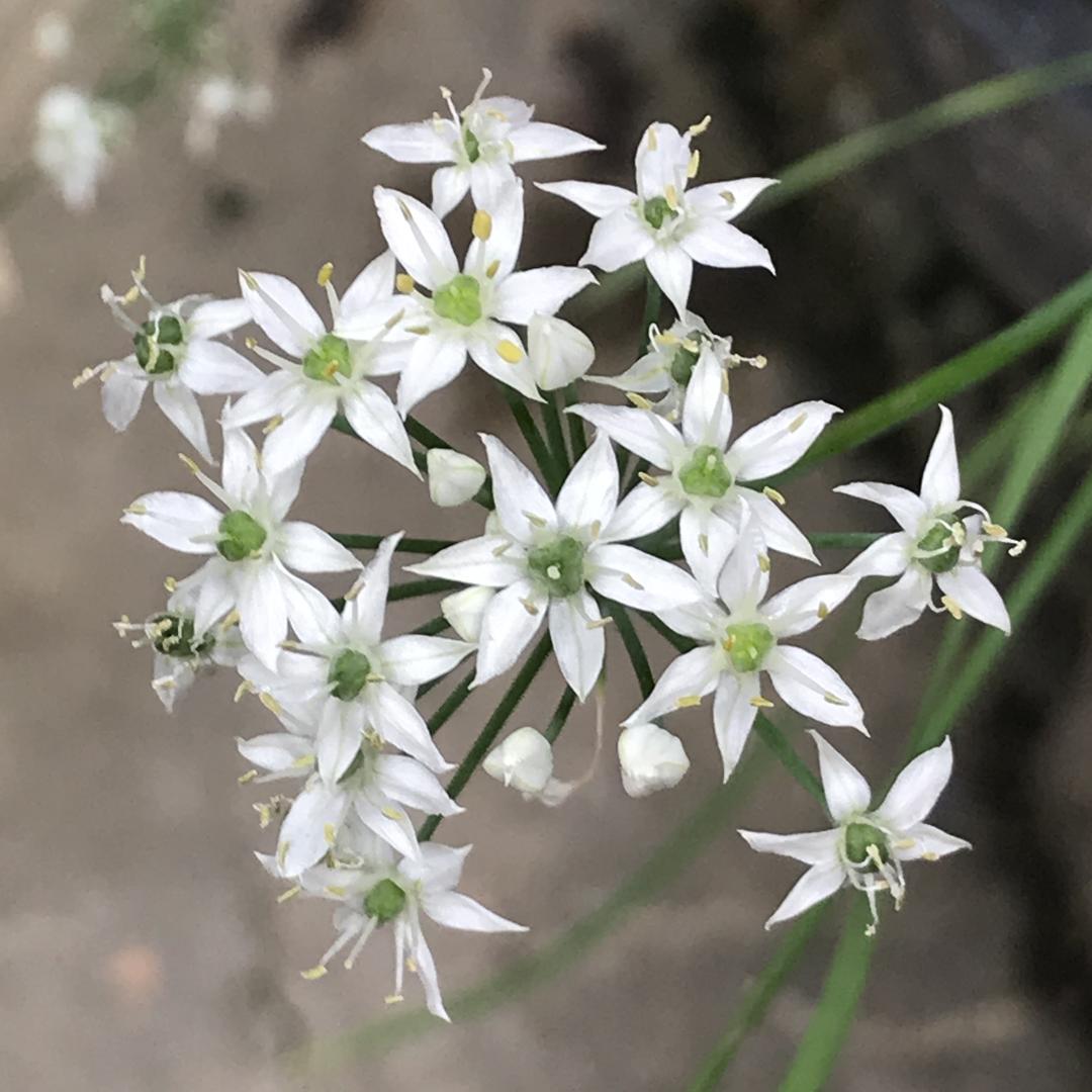 小楼一夜听春雨