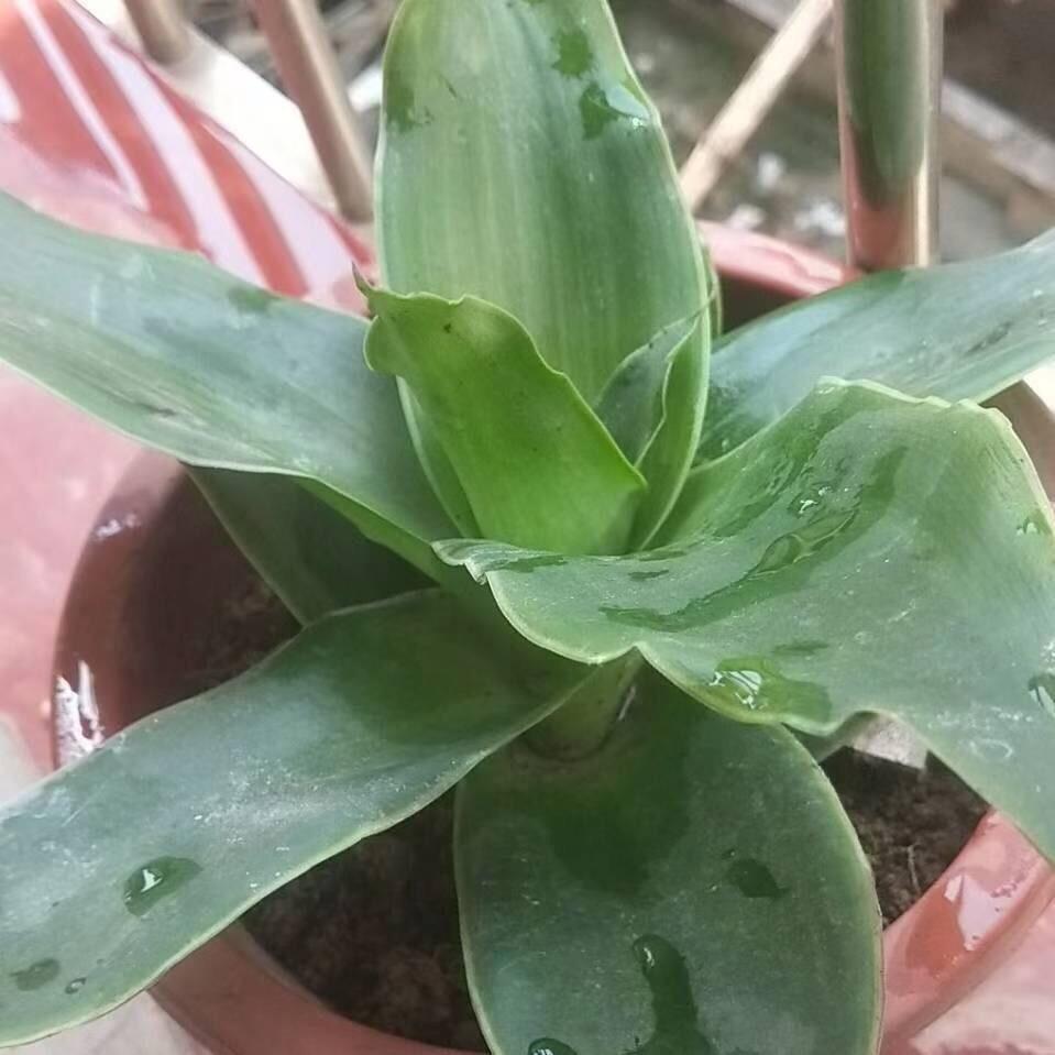 小桃酥