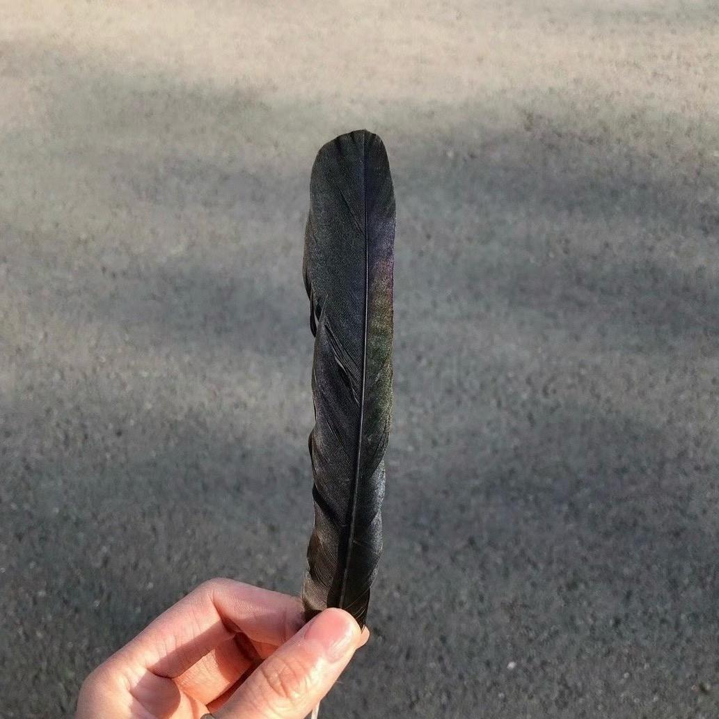狗狗