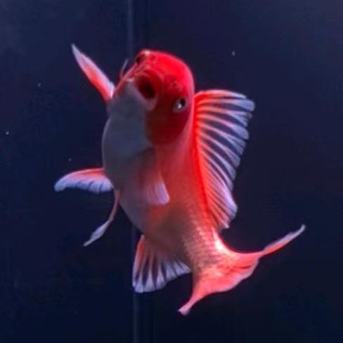 林渔涧   蝴蝶鲤