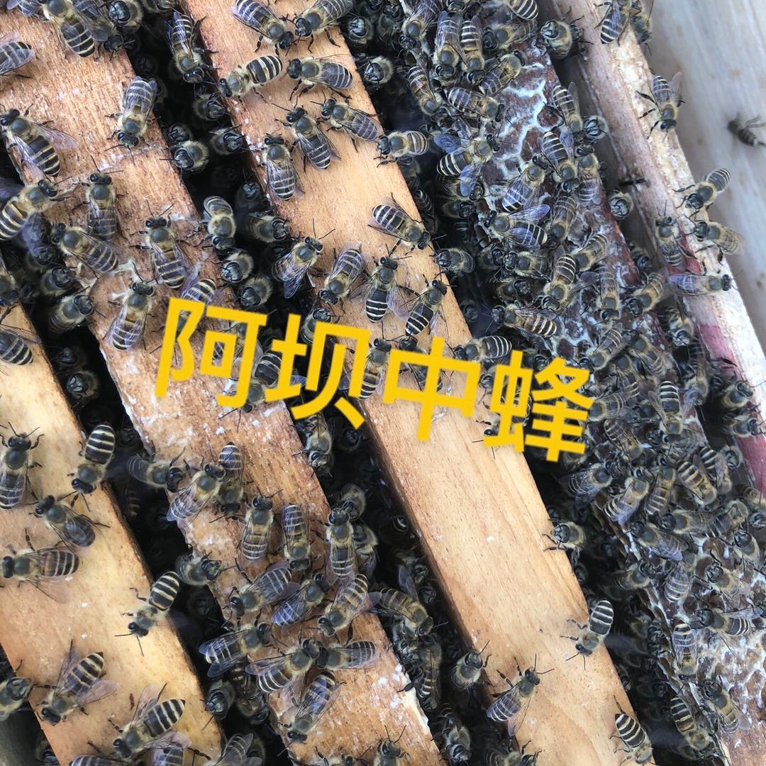 小陈中蜂繁育基地