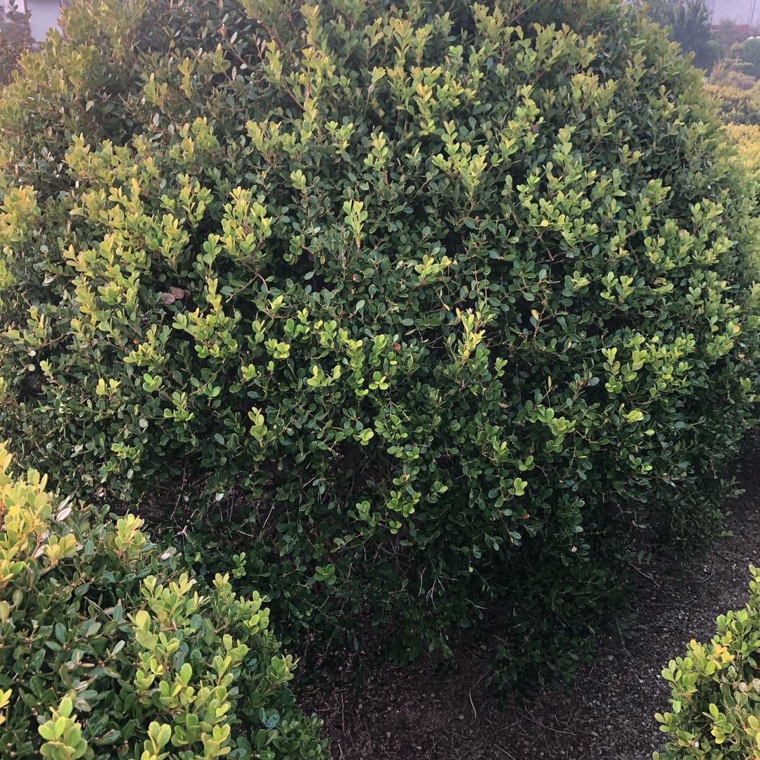 阿朱：人生如戏36739362671