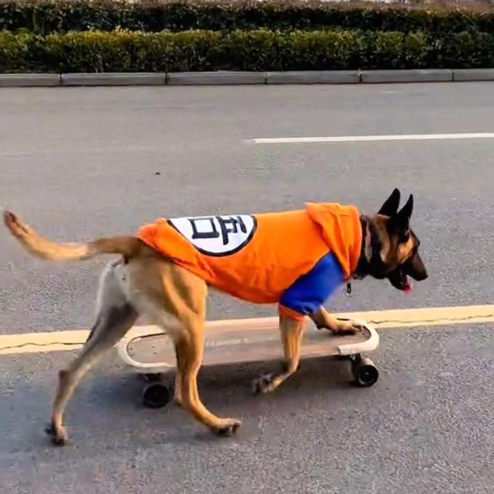 我的马犬叫老暴(网红滑板狗)