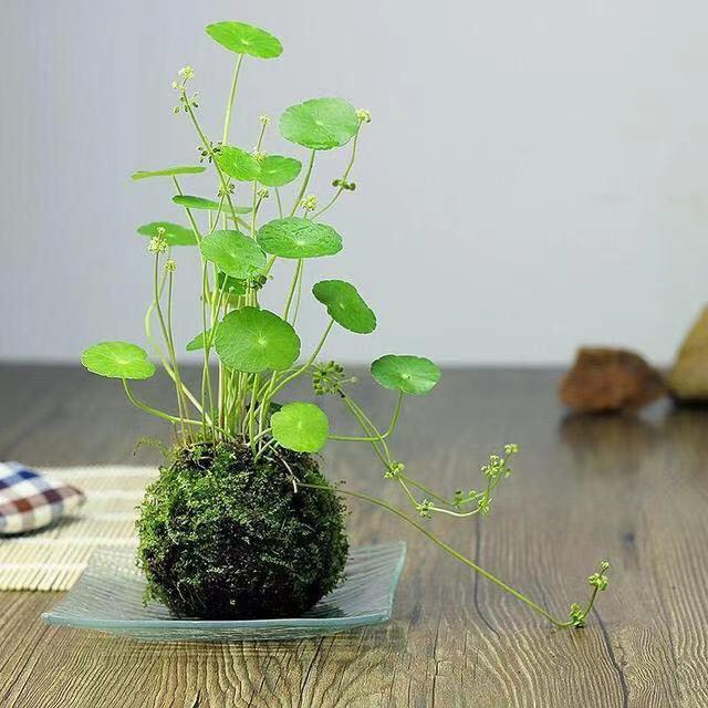 小猪仔