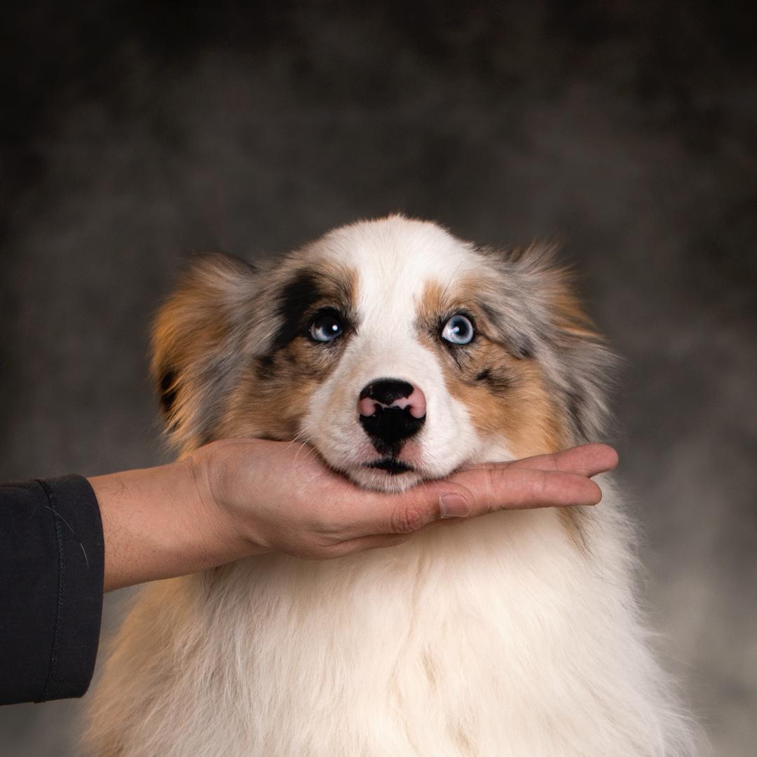 葫芦岛边牧犬舍