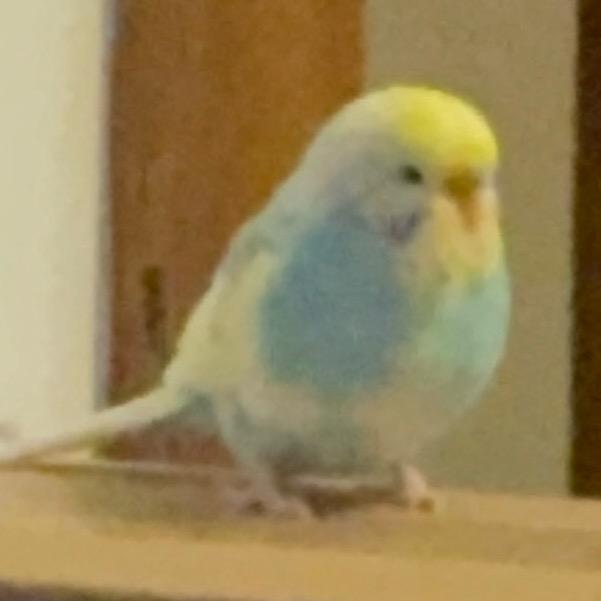 AAAA四川折耳根种植张姐