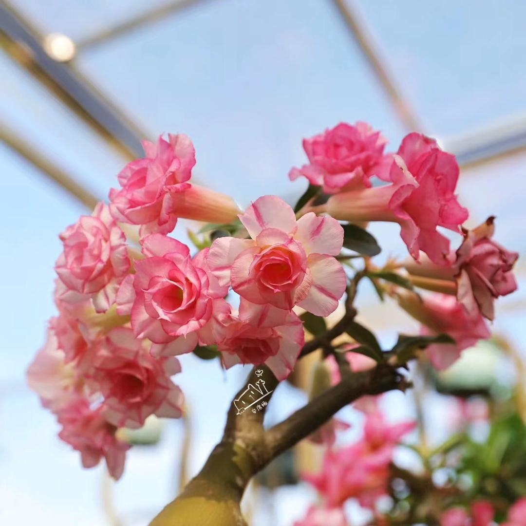 蓝云花卉（沙漠玫瑰）