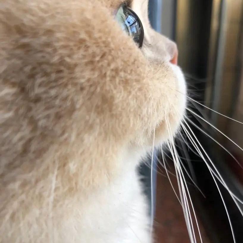 🌻我是一只鱼🐟