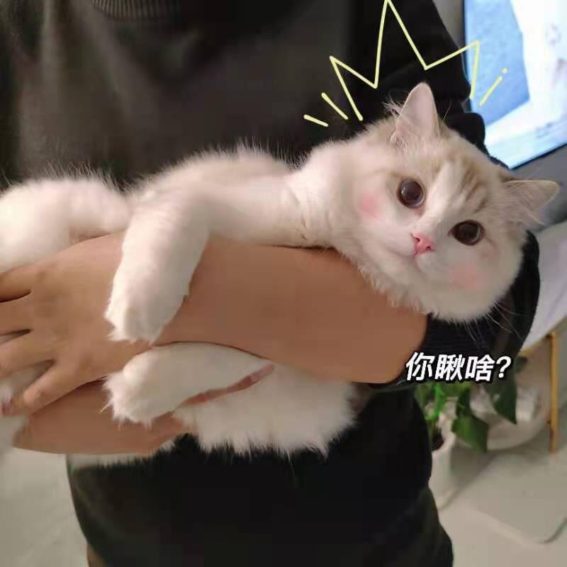 像风一样的男子