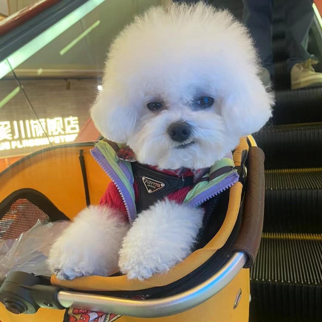 大连比熊马尔济斯犬舍