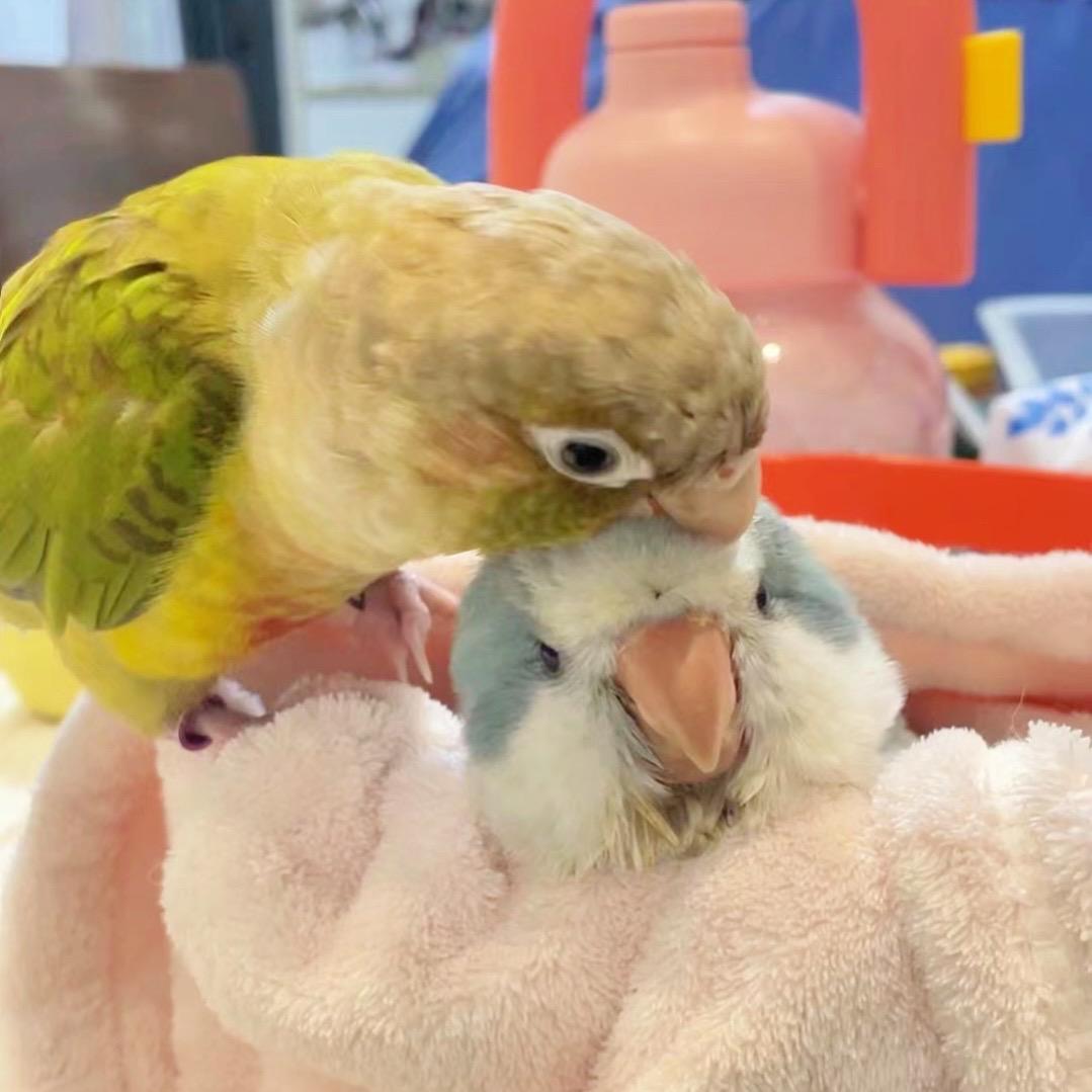 一只欧羊🐑-鹦鹉博主