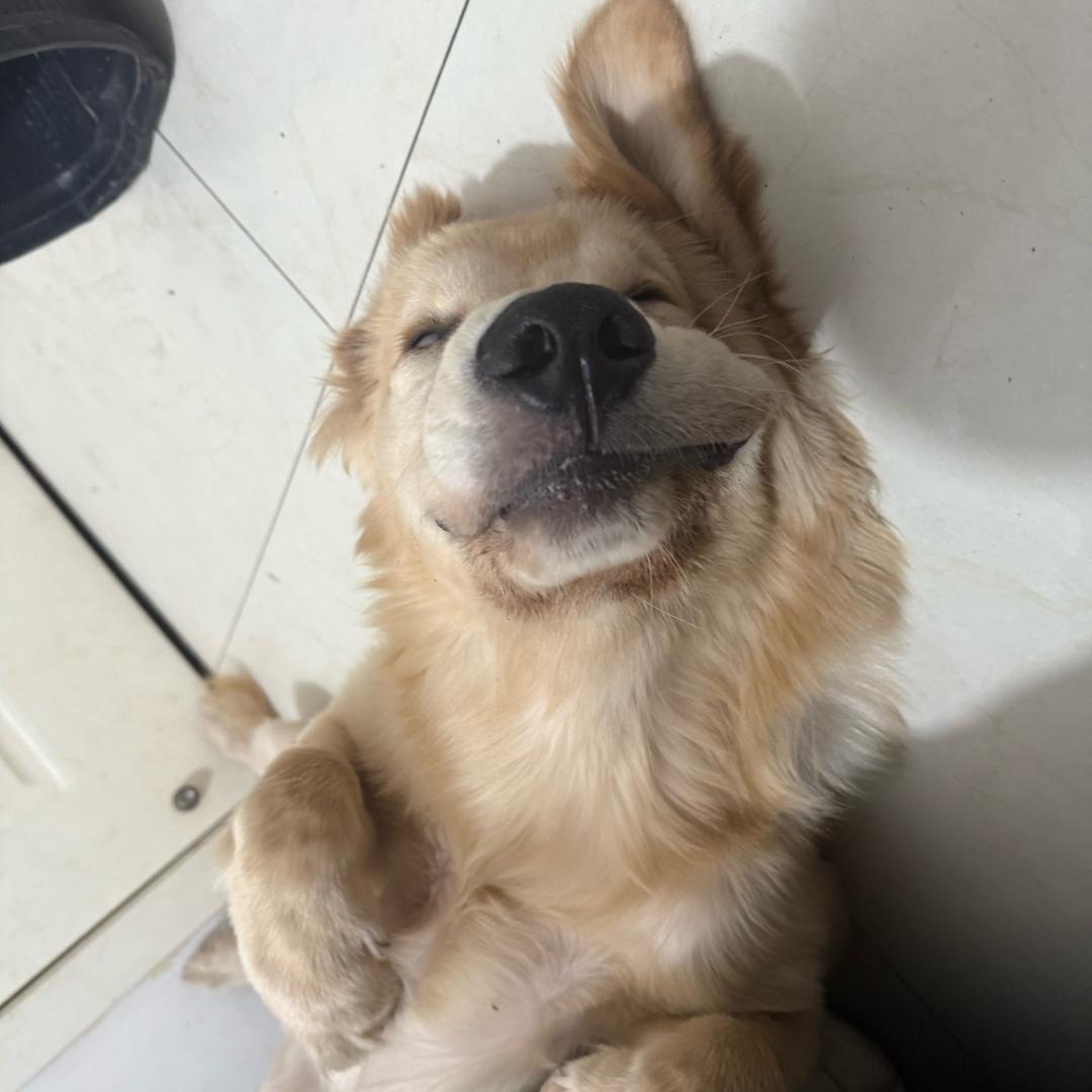 派派大王