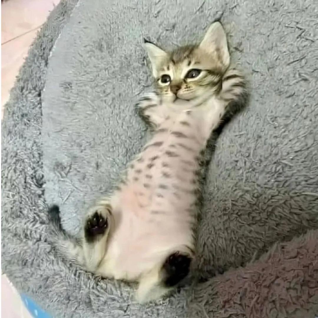 小棉花糖什么都不知道