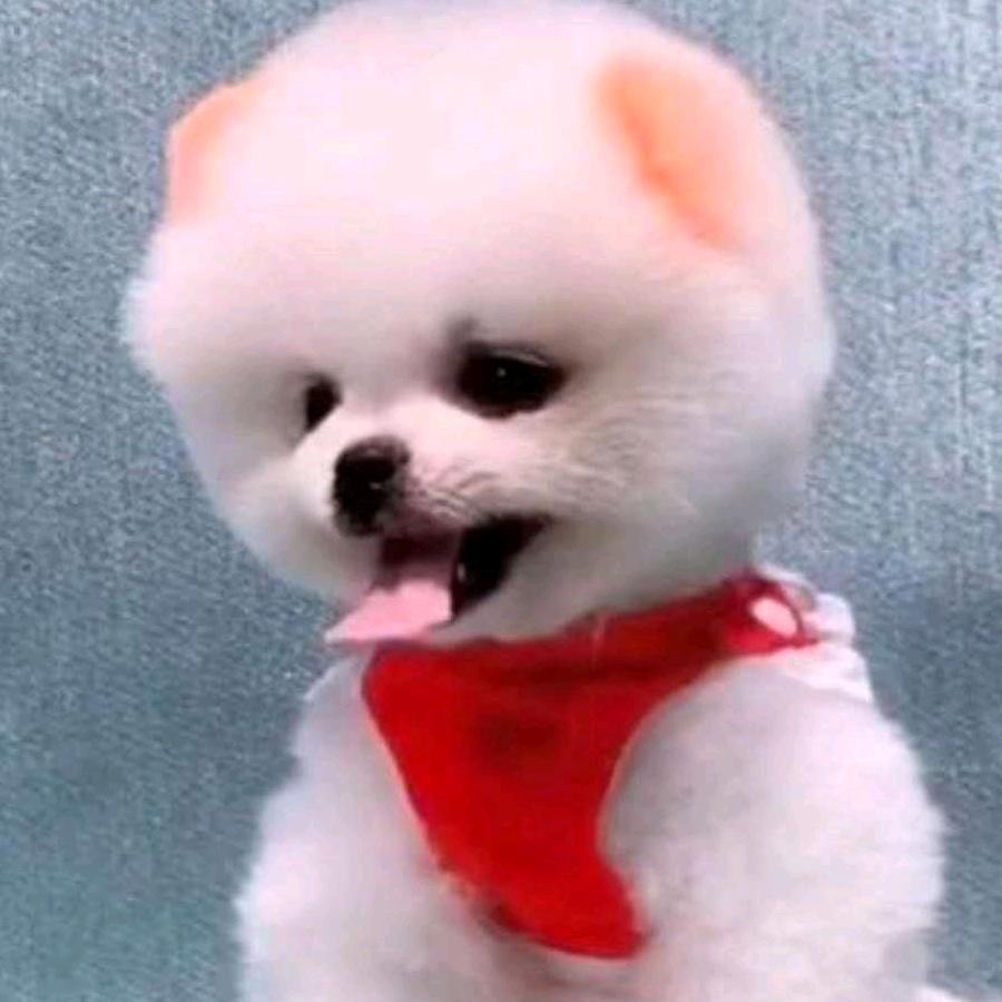 丫头🌹