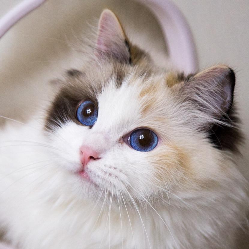 GIVE ME FIVE布偶猫