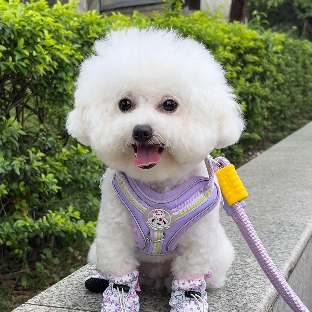 多米是只小比熊