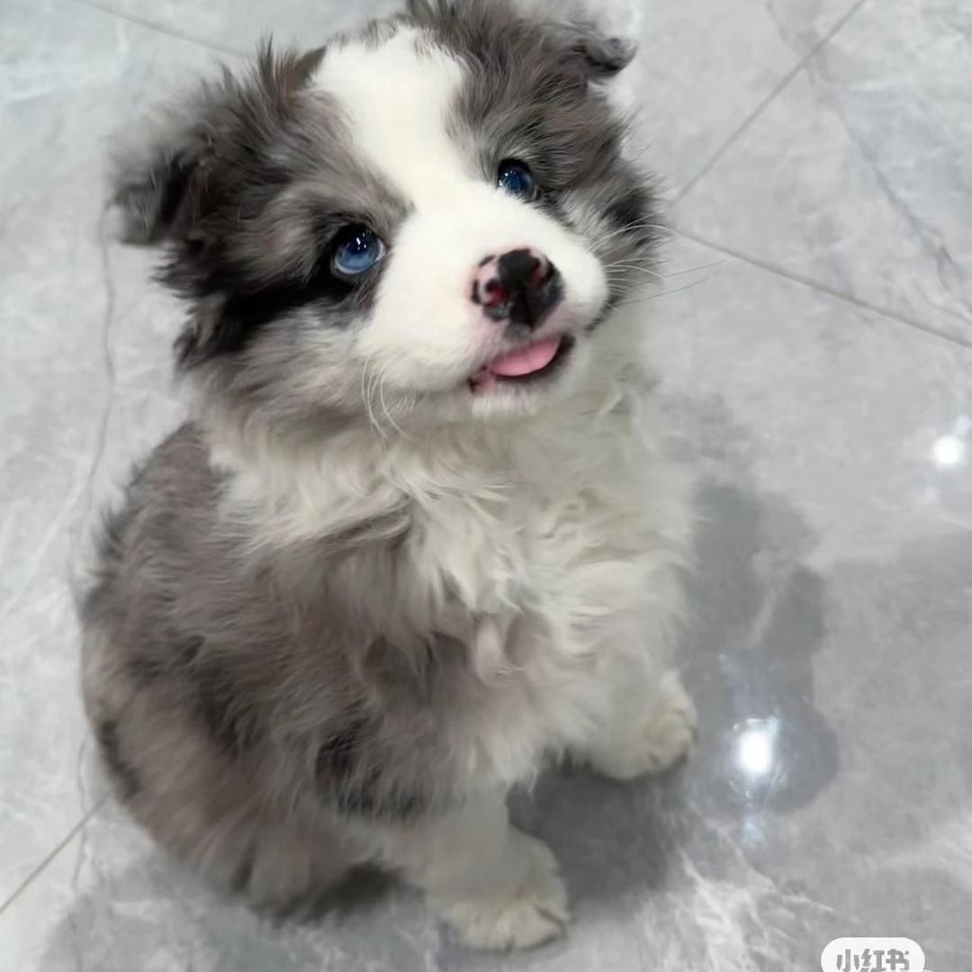 南京小小边牧