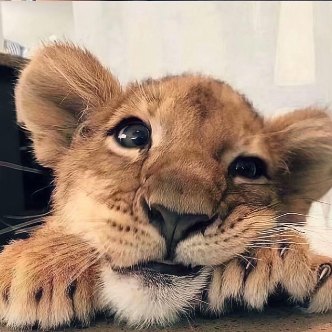 🐾