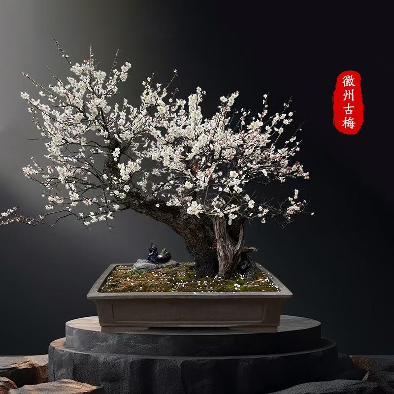 徽州古梅老桩（鼎园）