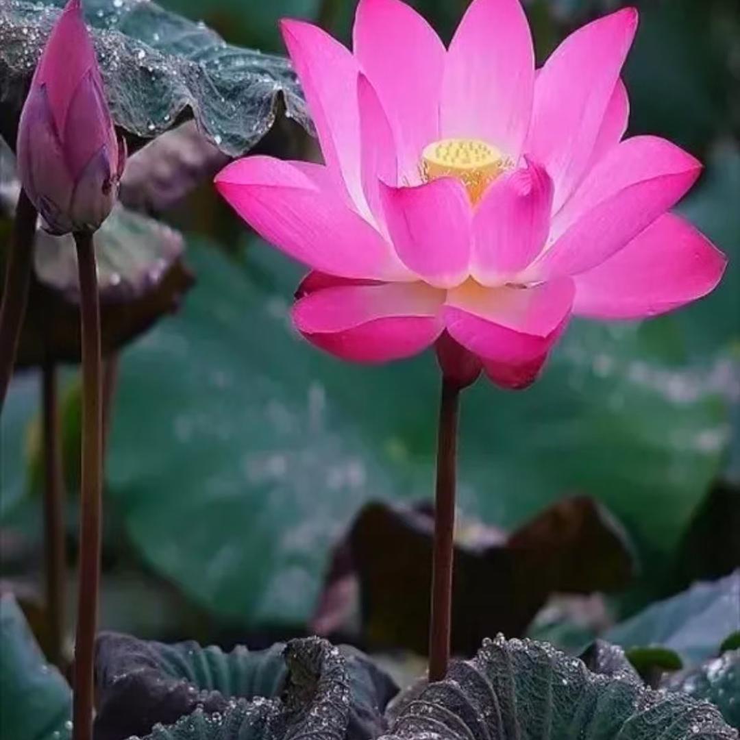 济南人大量收书字画邮票