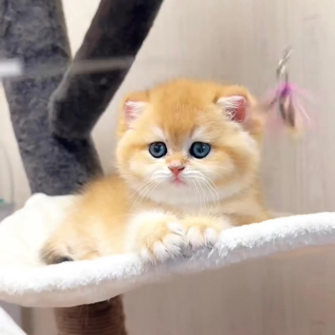 小五卖猫日记