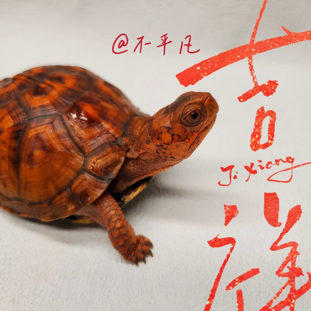 不凡bpf龟宠小黄车号
