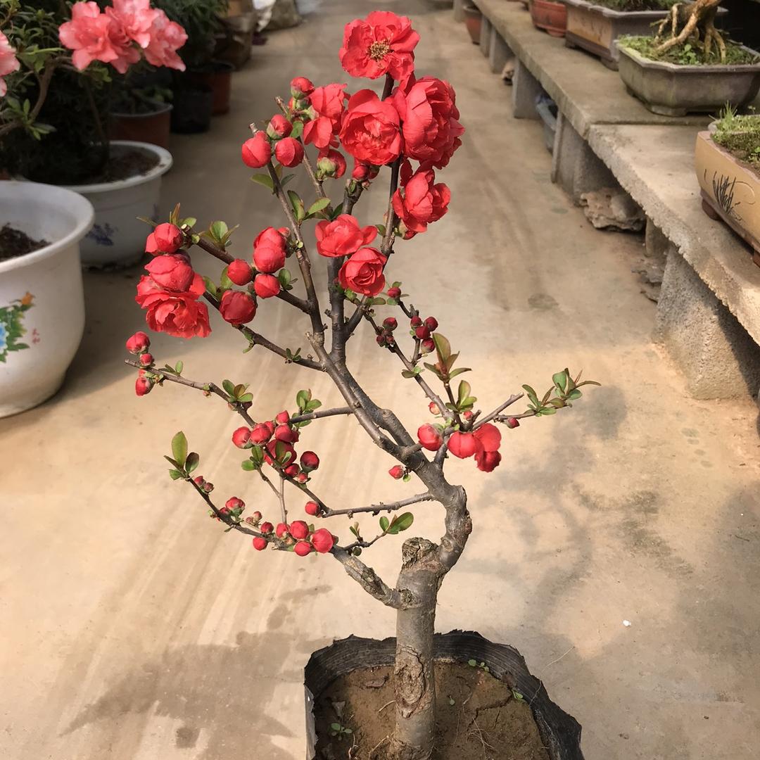 苏莱园艺