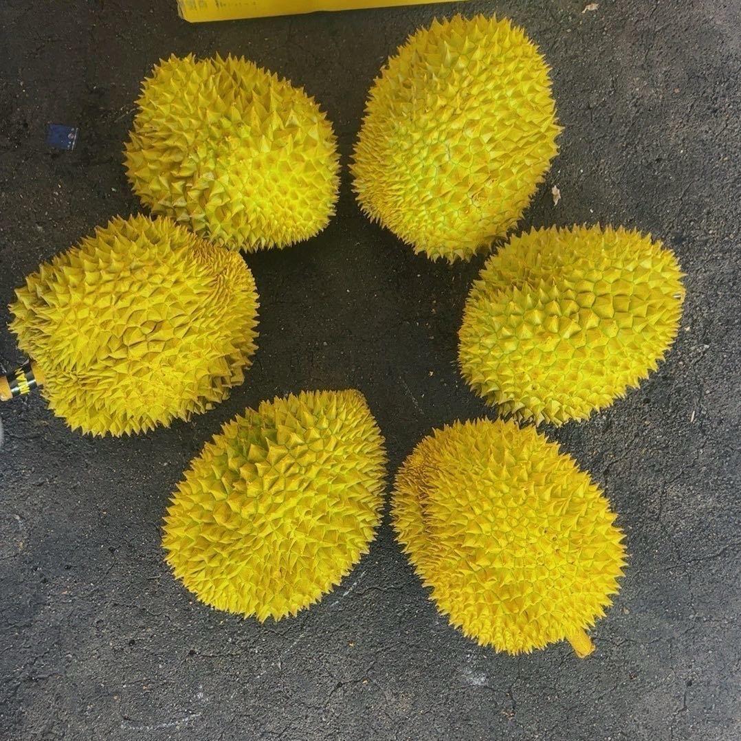 耒阳阿奇