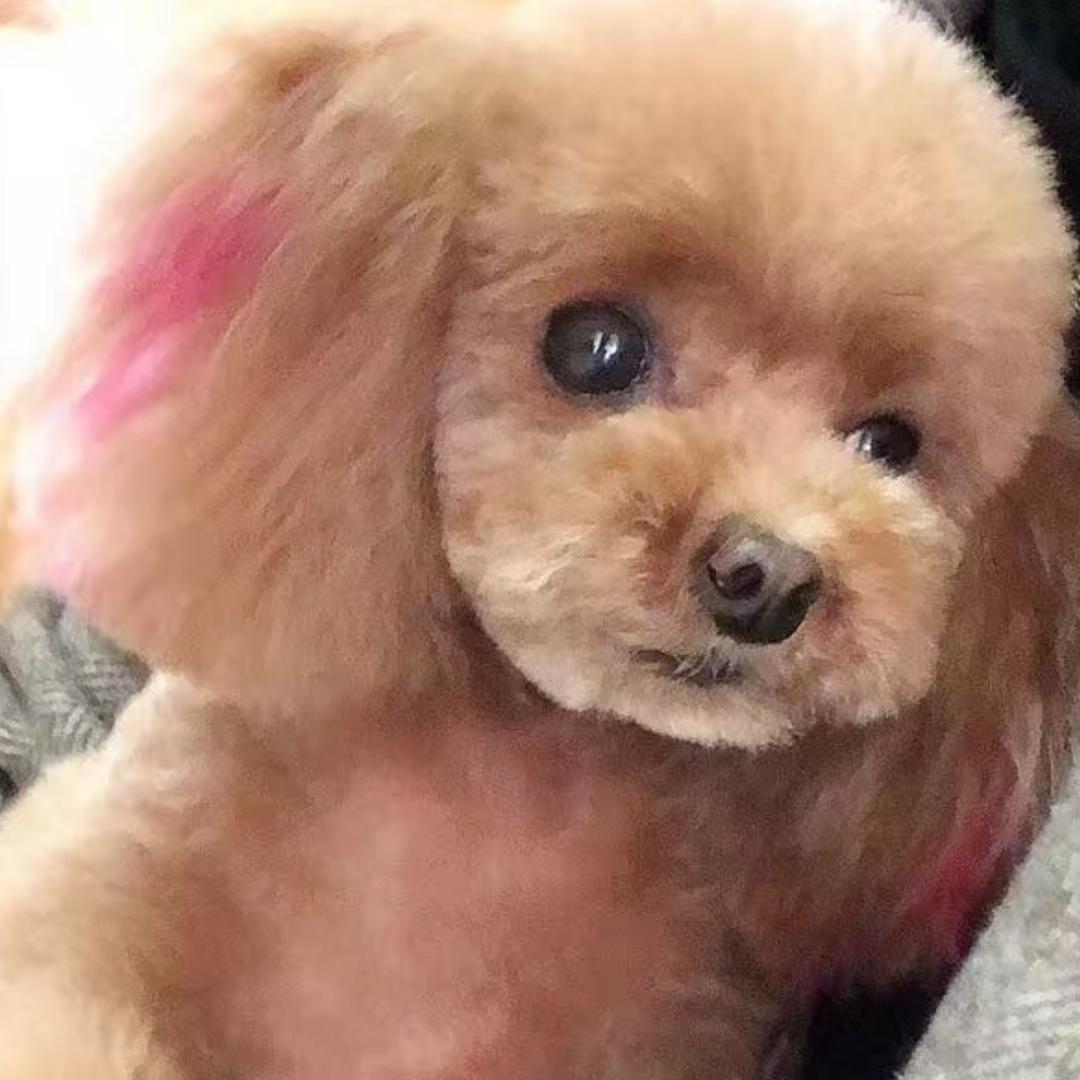 天涯明月