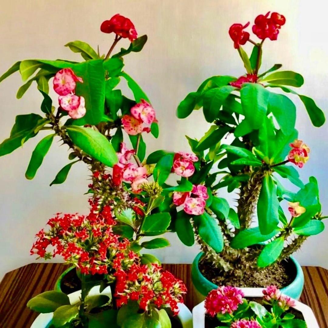 白露未候