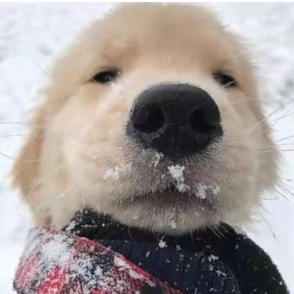 攒钱买趴辣没啦🛵