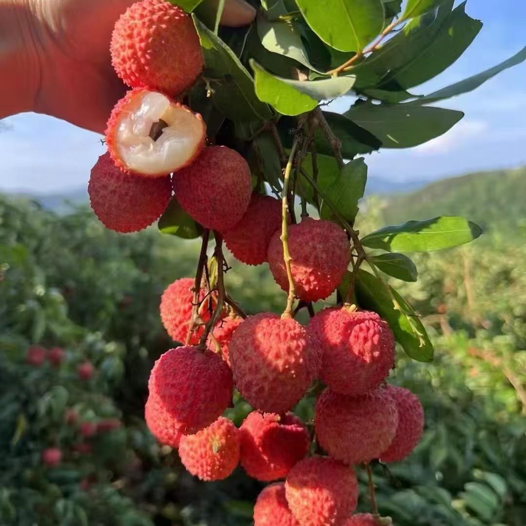 粤西老树荔枝