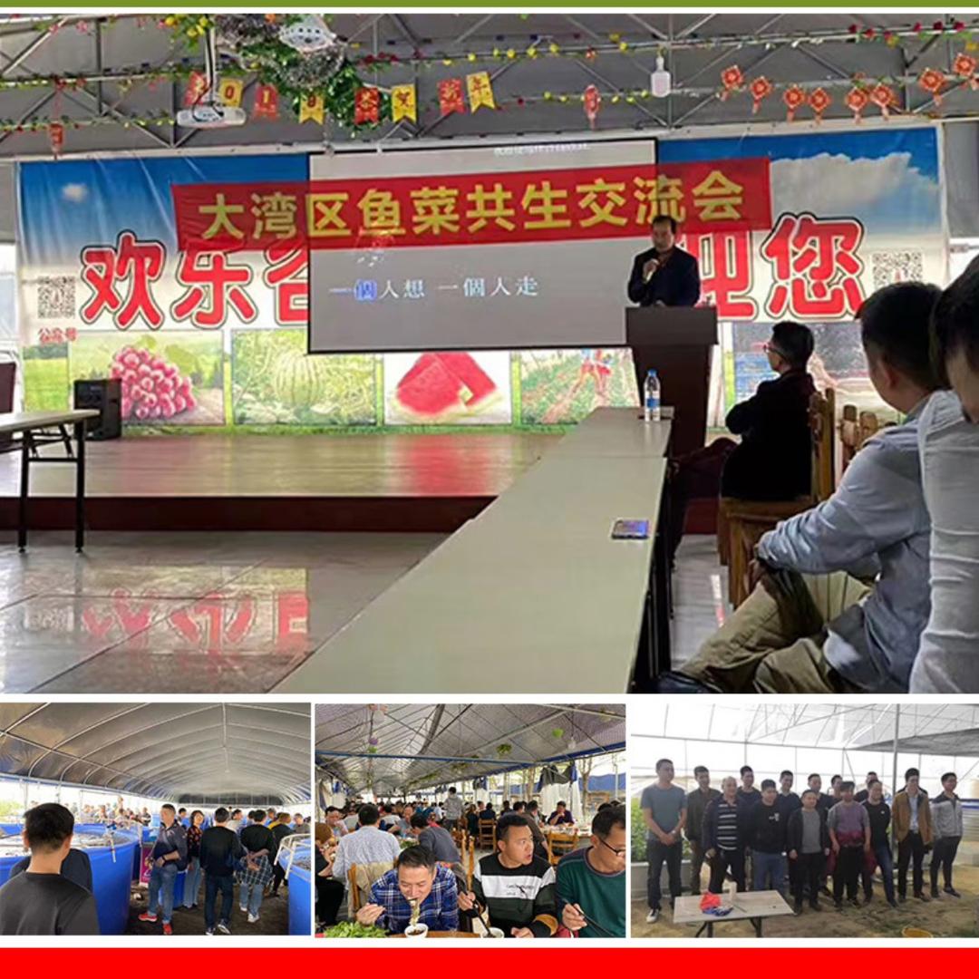 小刘鱼菜共生