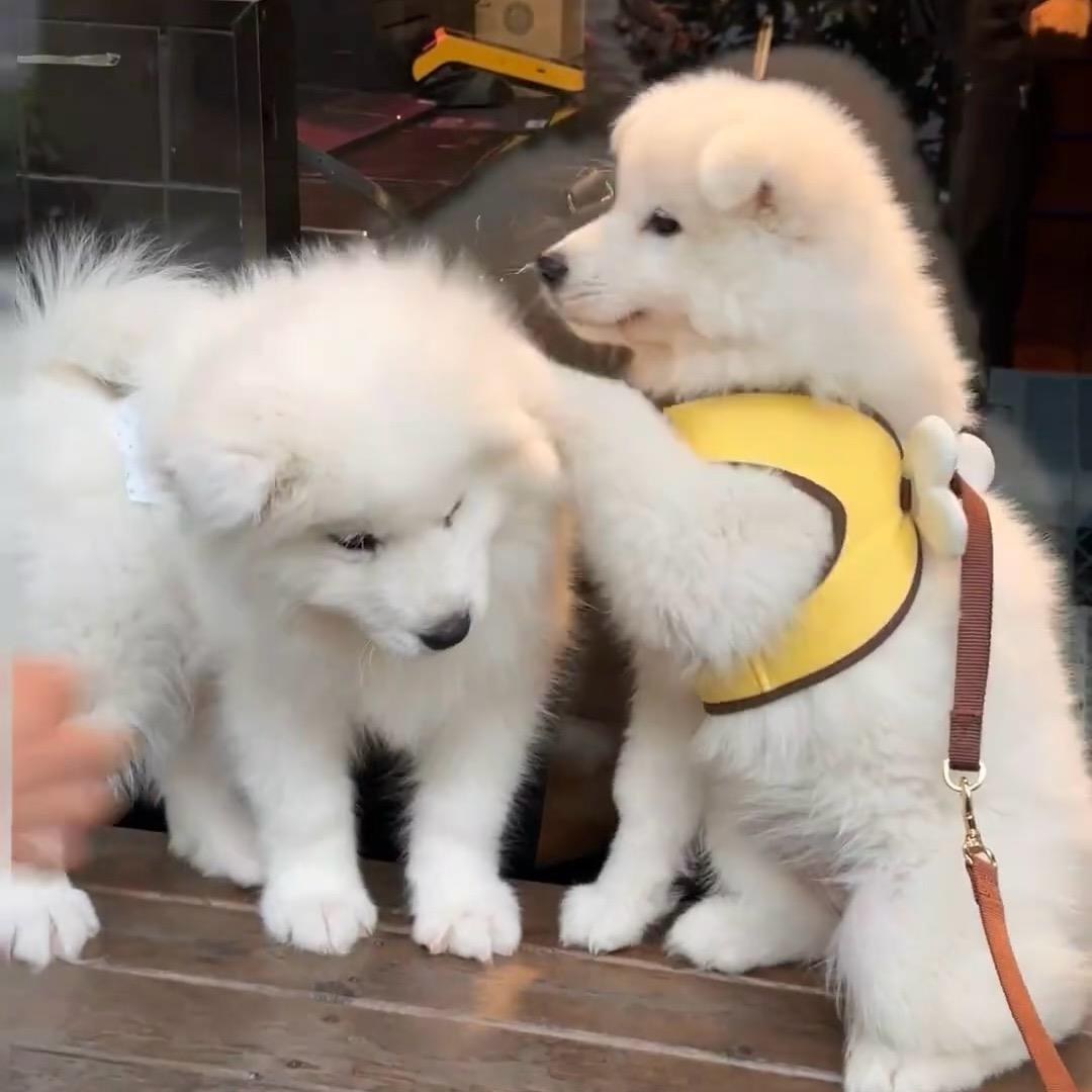 海上云涧 9065 (瑶瑶)