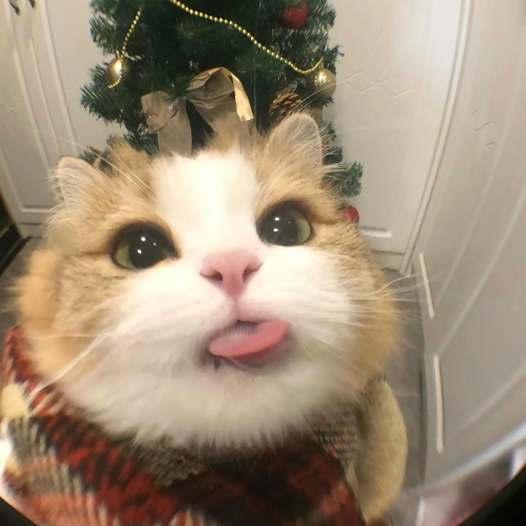 懒猫-