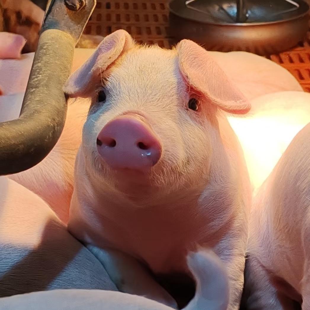 小李养殖