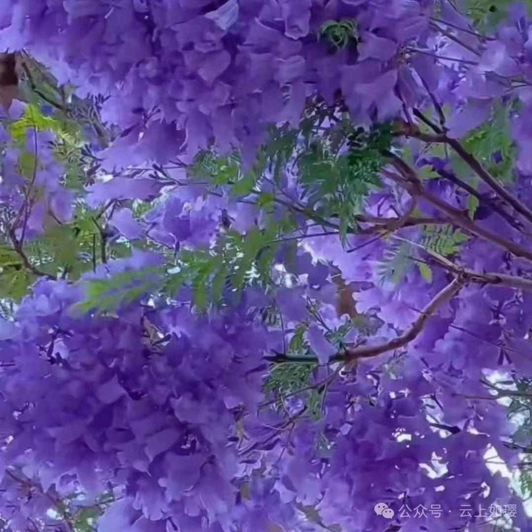 默默花开