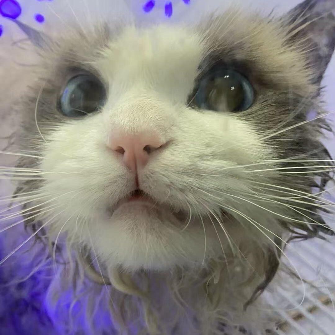 忧郁小猫🐱