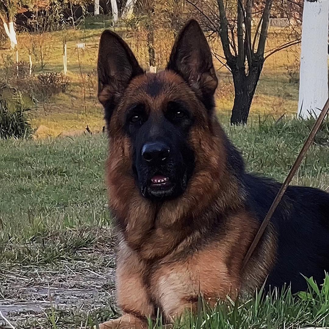 csv郴州德昊狼犬