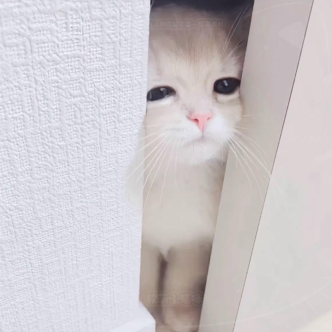 窝泪泪的
