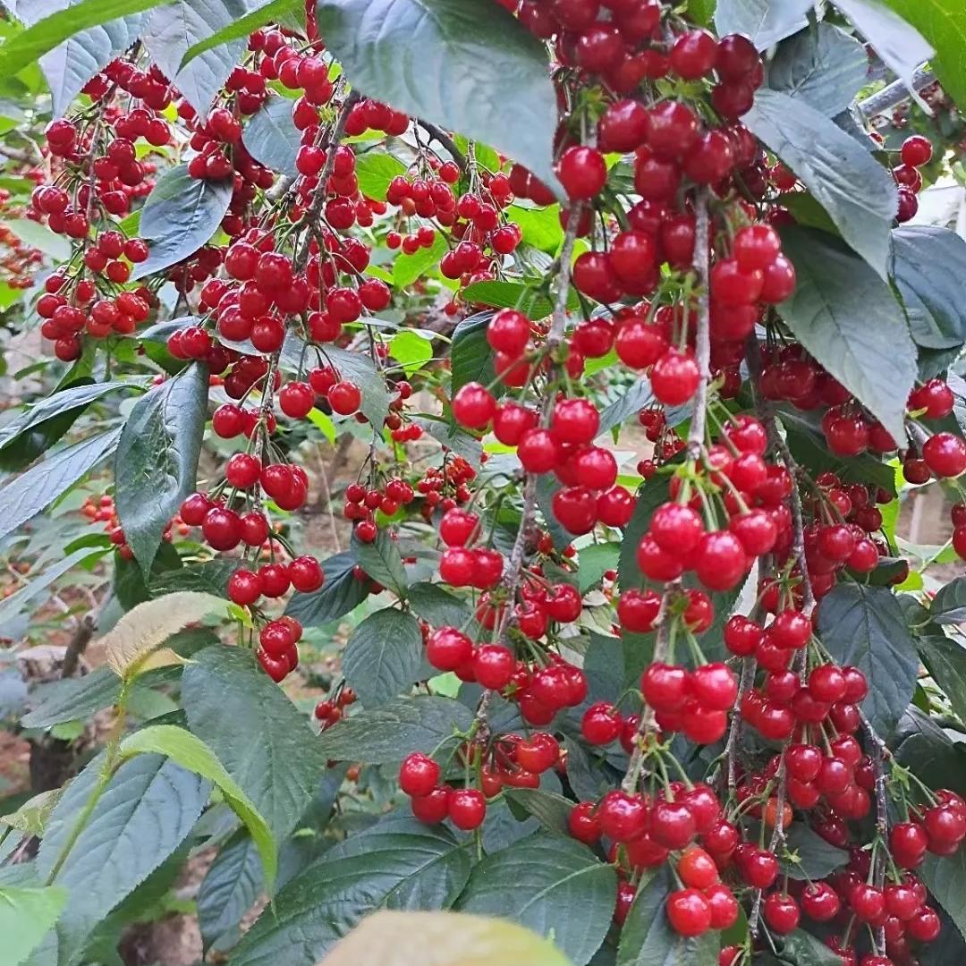 家华果树苗木专营店