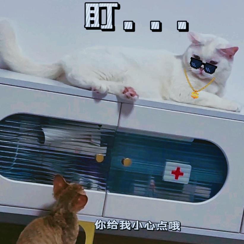 双喵生活家