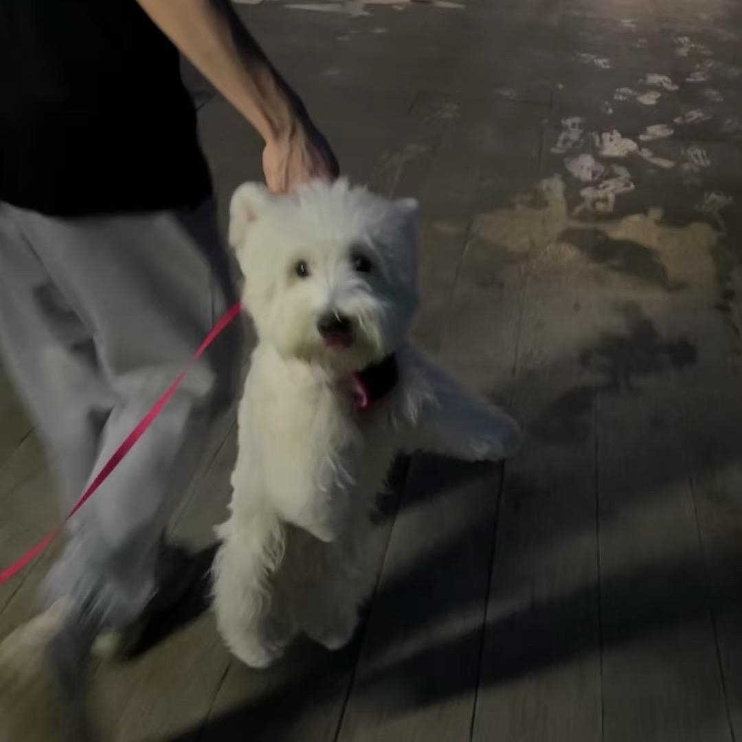 去岸上撒尿的鱼