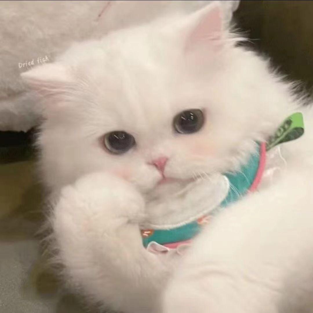 芋芋圆