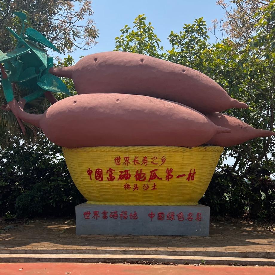 桥头地瓜甄选